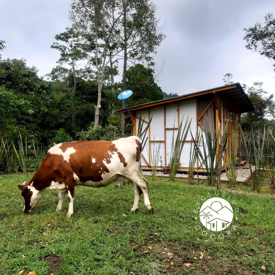 Exclusivo Cocora Con Jacuzzi Salento Quindio Villa Ngoại thất bức ảnh